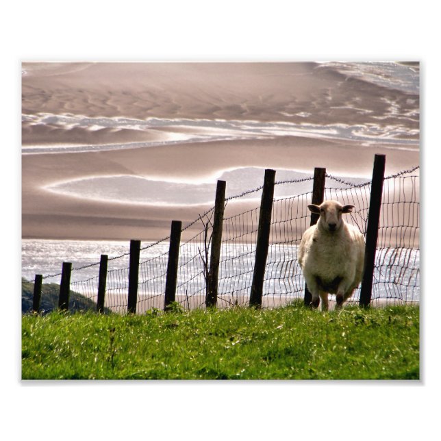 SHEEP PHOTO PRINT (Front)