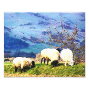 SHEEP PHOTO PRINT