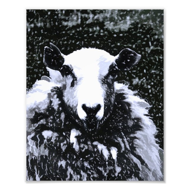 SHEEP PHOTO PRINT (Front)