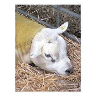 SHEEP PHOTO PRINT