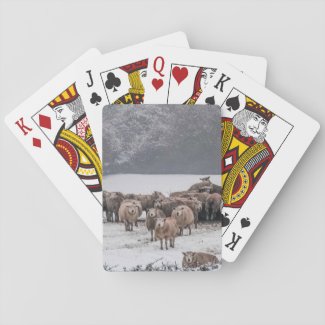 Sheep Playing Cards