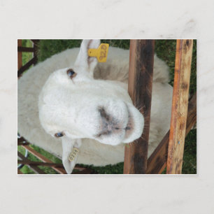 Sheep Portrait Postcard