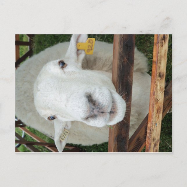 Sheep Portrait Postcard (Front)