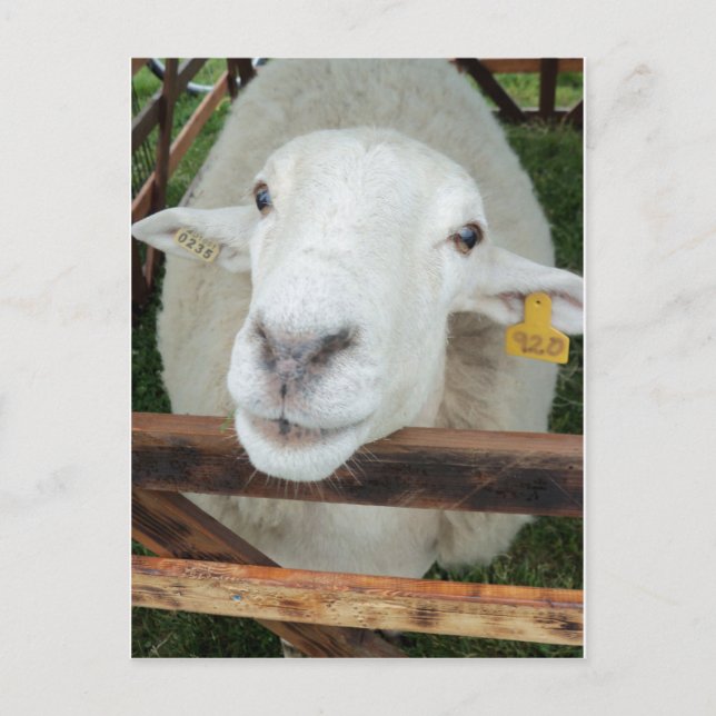 Sheep Portrait Postcard (Front)