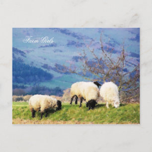 SHEEP POSTCARD