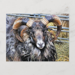 SHEEP POSTCARD