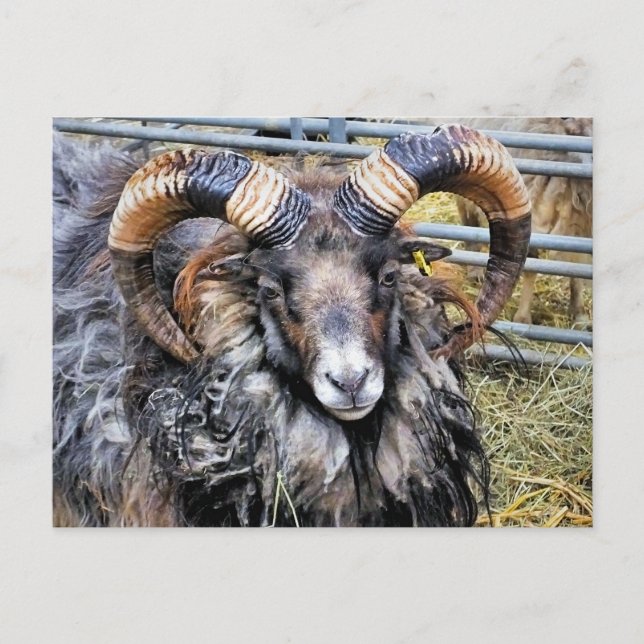 SHEEP POSTCARD (Front)