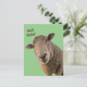 Sheep Postcard