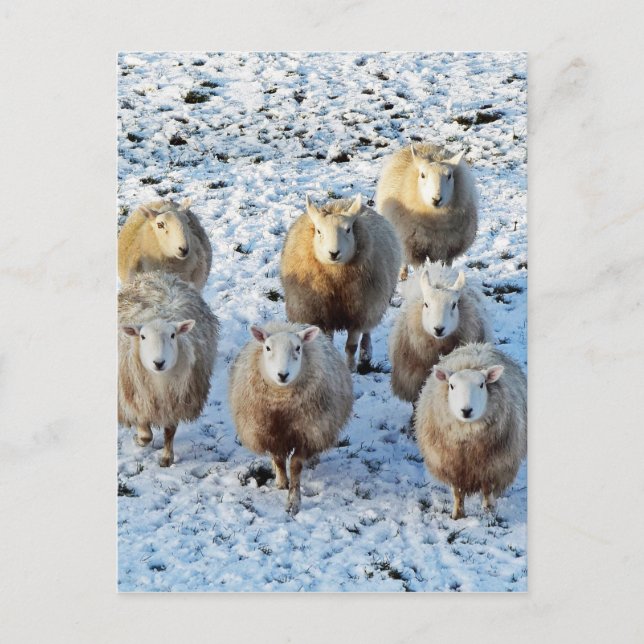 Sheep Postcard (Front)