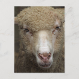 Sheep Postcard
