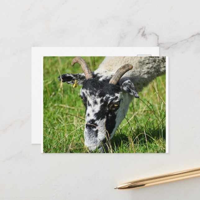 Sheep  postcard (Front/Back In Situ)
