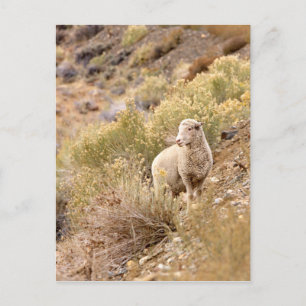 Sheep Postcard