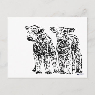 sheep postcard