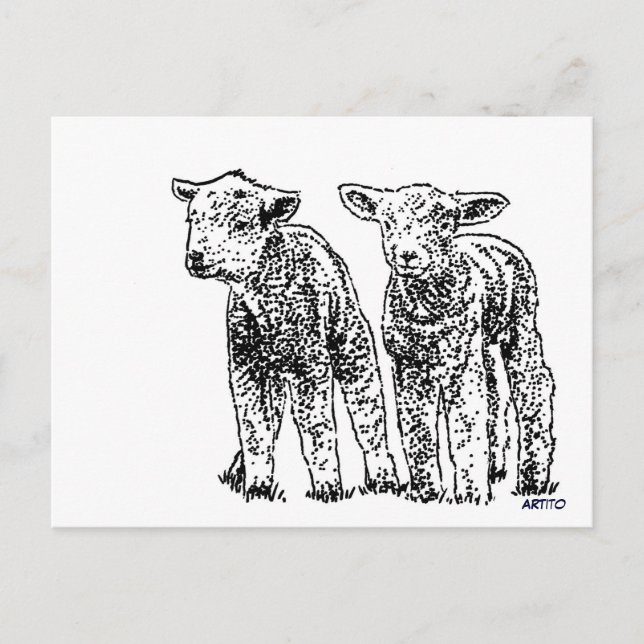 sheep postcard (Front)