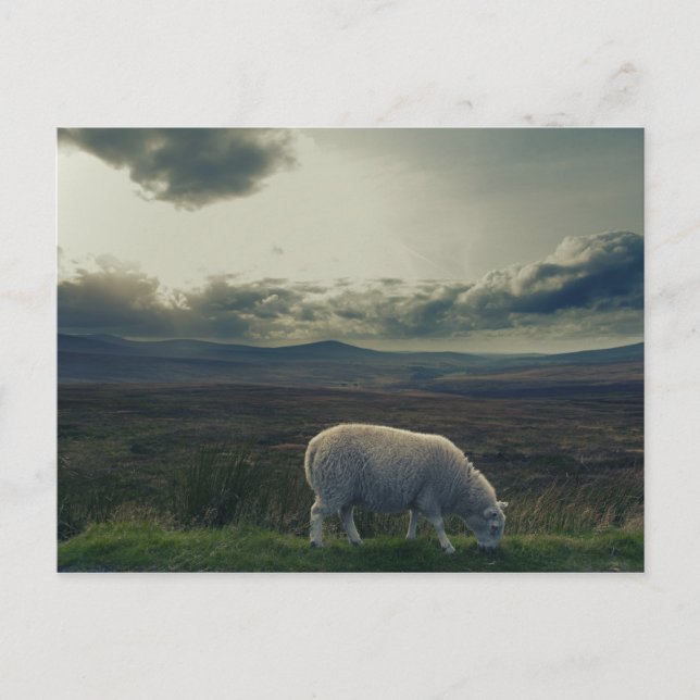 Sheep Postcard (Front)