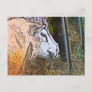 SHEEP POSTCARD