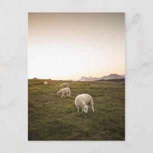 Sheep Postcard