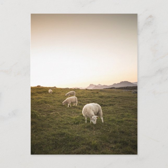 Sheep Postcard (Front)