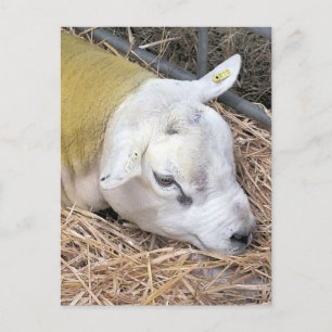 SHEEP POSTCARD