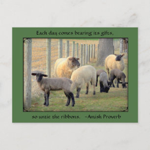 Sheep Postcard, Amish Proverb. Add your text Postcard