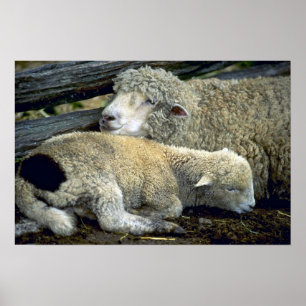 Sheep Poster