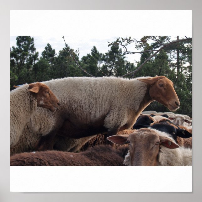 sheep poster (Front)
