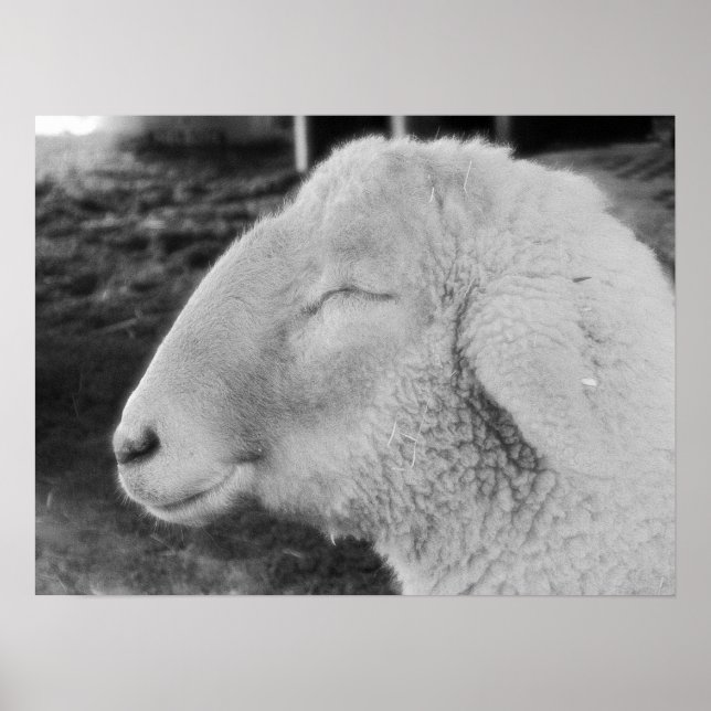 Sheep Poster (Front)