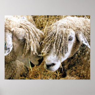 SHEEP POSTER
