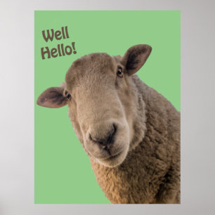 Sheep poster
