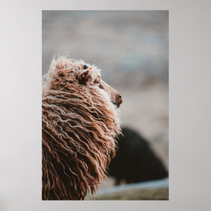 SHEEP POSTER