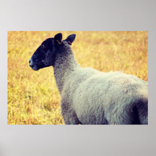 Sheep Poster