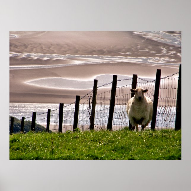 SHEEP POSTER (Front)