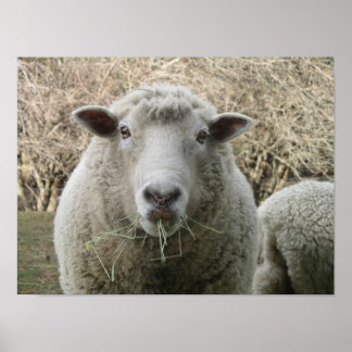 Sheep Print