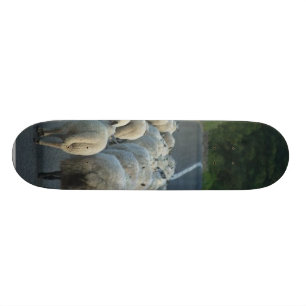 Sheep Roads Lambs Skateboard