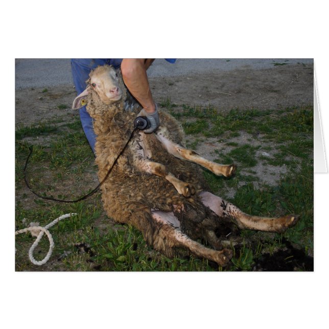 Sheep Shearing (Front Horizontal)