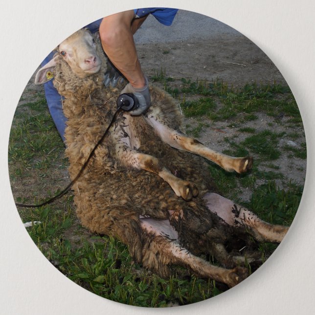 Sheep Shearing 6 Cm Round Badge (Front)