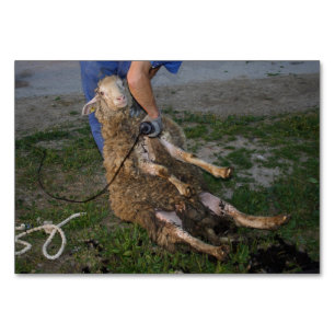 Sheep Shearing Table Number