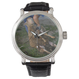 Sheep Shearing Watch