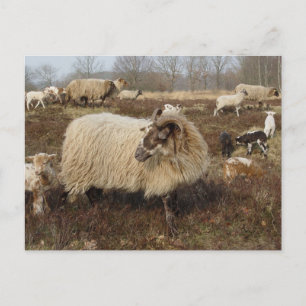 Sheep - Sheep in Heather field Postcard