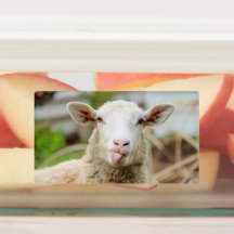Sheep show tongue