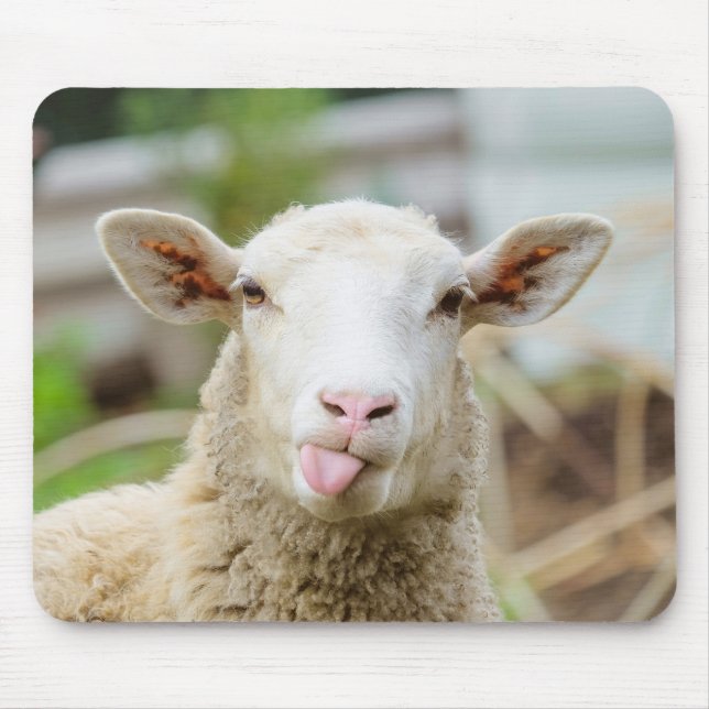 Sheep show tongue mouse mat (Front)