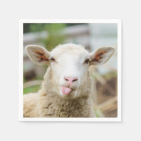 Sheep show tongue