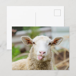 Sheep show tongue postcard