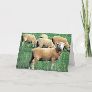 sheep smile card