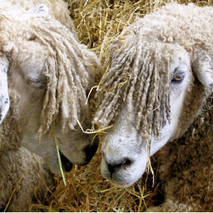 SHEEP SNOWFLAKE PEWTER CHRISTMAS ORNAMENT