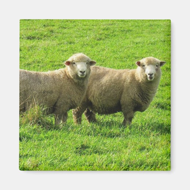 sheep stares magnet (Front)