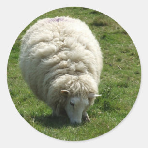 Sheep Stickers