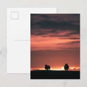 Sheep Sunset Nature Photo Postcard