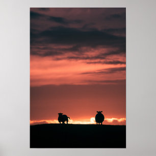 Sheep Sunset Nature Photo Poster