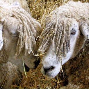 SHEEP T-Shirt